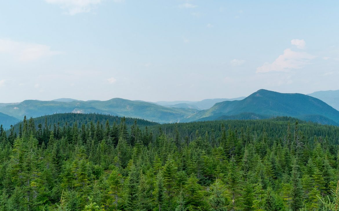 Forêt boréale de Charlevoix au Québec