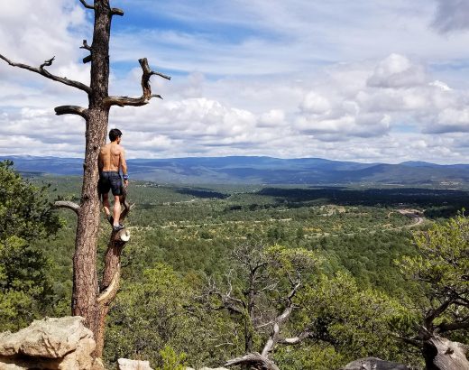 Un homme sur un arbre au Nouveau-Mexique